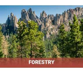 The Needles in Black Hills National Forest with the title "Forestry"