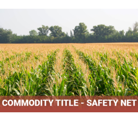 Corn Field with title "Commodity Title - Safety Net" 