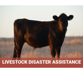 Cow in field with title "Livestock Disaster Assistance"